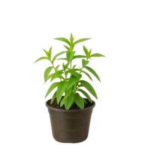 Organic Natural Mint Plant Seedlings - Saudi Mint