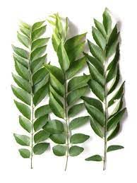Indian Curry Seedlings - Indian Spices With Its Aromatic And Aromatic Scent