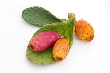 Prickly Pear Fruit Seedlings - (2-3 kf)