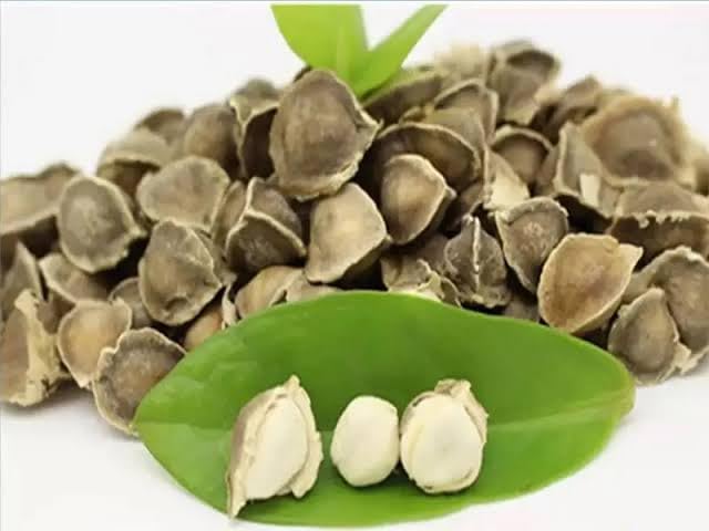500 Moringa Seeds for Planting or Eating