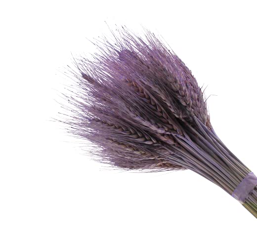 Fancy Dried Wheat Flowers Sheaves Dry Wheat Grass Bouquet preseved Grass Bundle Naturel everlating Flowers Home Kitchen Church Table Wedding Wreath Decoration (25, Old Lavender)