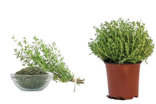 Thyme Seedlings Organic and Natural No Pesticides or Chemical Fertilizers