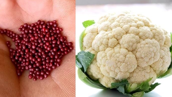 High Quality Cauliflower Seeds,