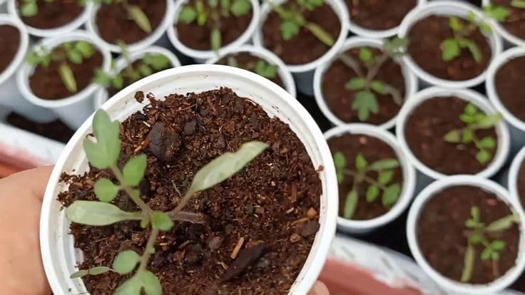 Garden Room Tomato Seeds Home Farming Organic Vegetable Seeds