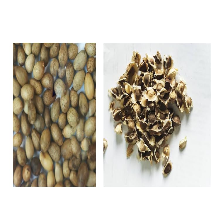 Cinnamon and Moringa Seeds for Planting 100 Seeds of Each Kind
