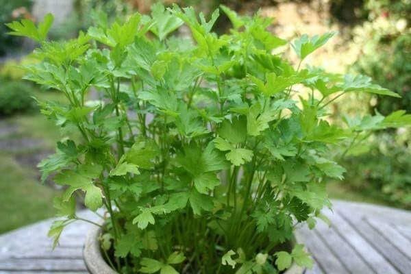 100% Organic Parsley Seeds - Non-GMO - High Germination - Home Farming