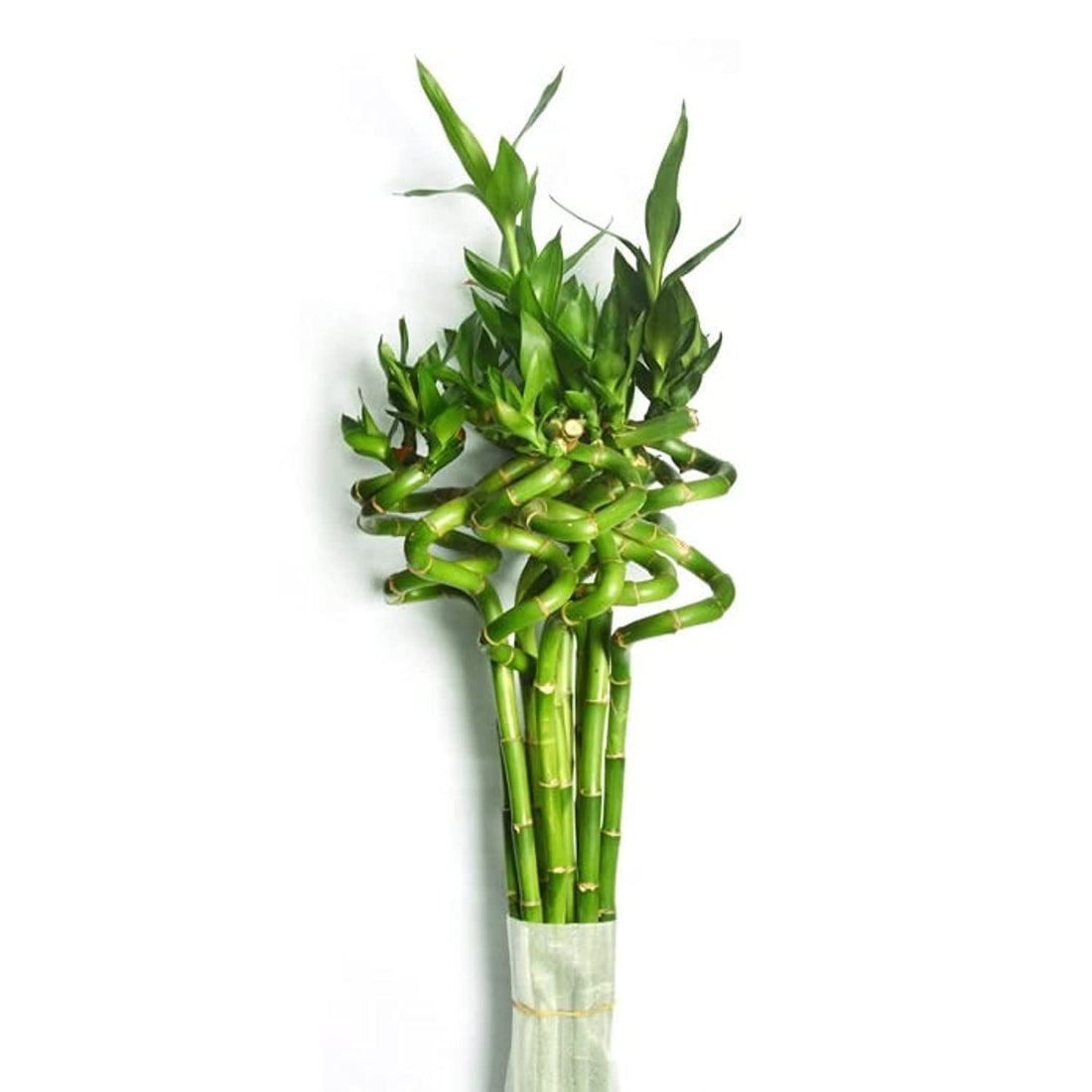 Spiral Lucky Bamboo Plant 80cm Dancing Sticks Indoor Air-Purifying Plant for Home & Office Decor | Feng Shui & Vastu Good Luck Plant with Growth Booster (4 Stalks,1 Bundle)