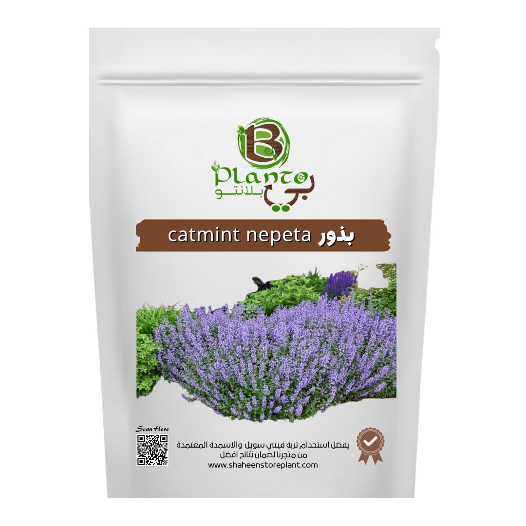 catmint nepeta seeds