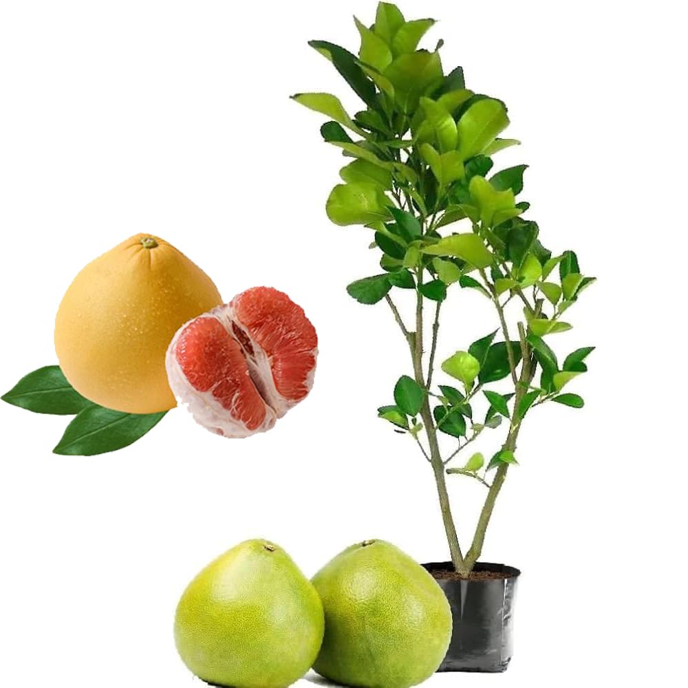 Grafted Pomley Seedlings Approximately 1 Meter Long – Fast Production & Grown in a Grow Bag for Easy Planting – Natural Fruitful Planting for Balcony, Garden, Decks – From Menoufia Nurseries