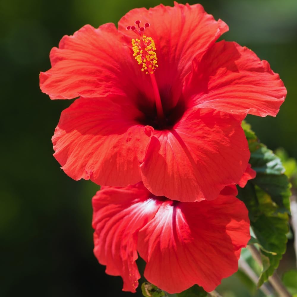 Imported Hipsex Seedling for Planting in Balcony, Roofs and Gardens | Home Cultivation Seedlings from Menoufia Nurseries – Colorful and Attractive Flowers