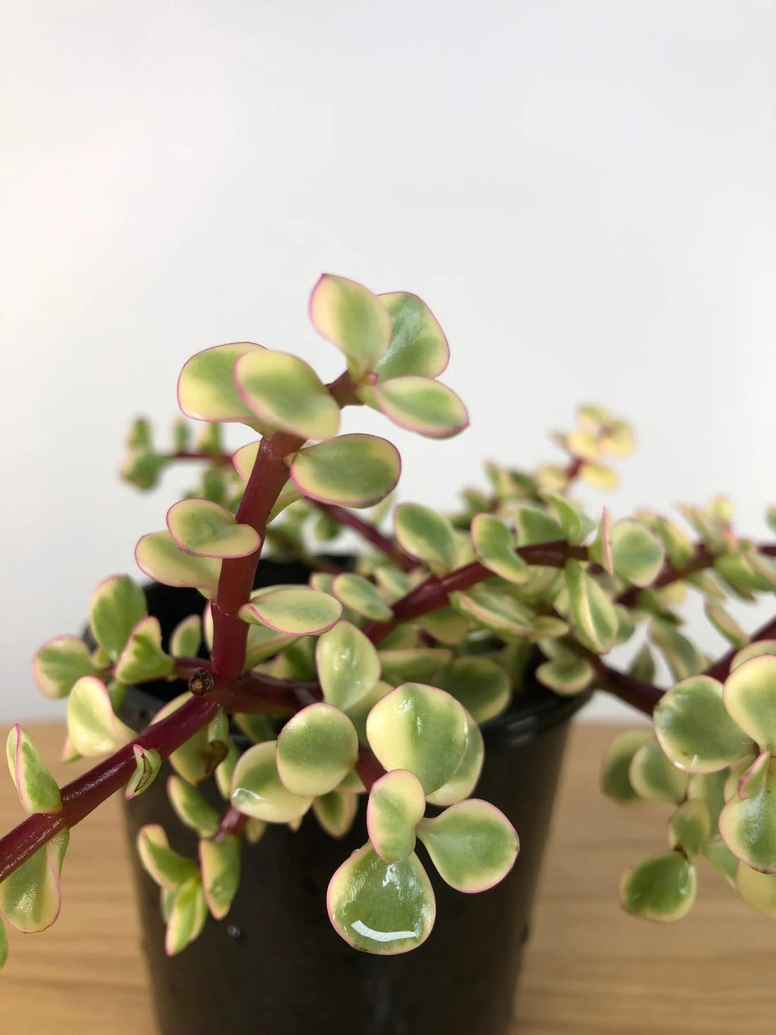 Charming Baby Teardrop Seedlings Make Your Balcony Shine With Small And Attractive Flowers That Add A Touch Of Charm And Delight To Your Outdoor Space