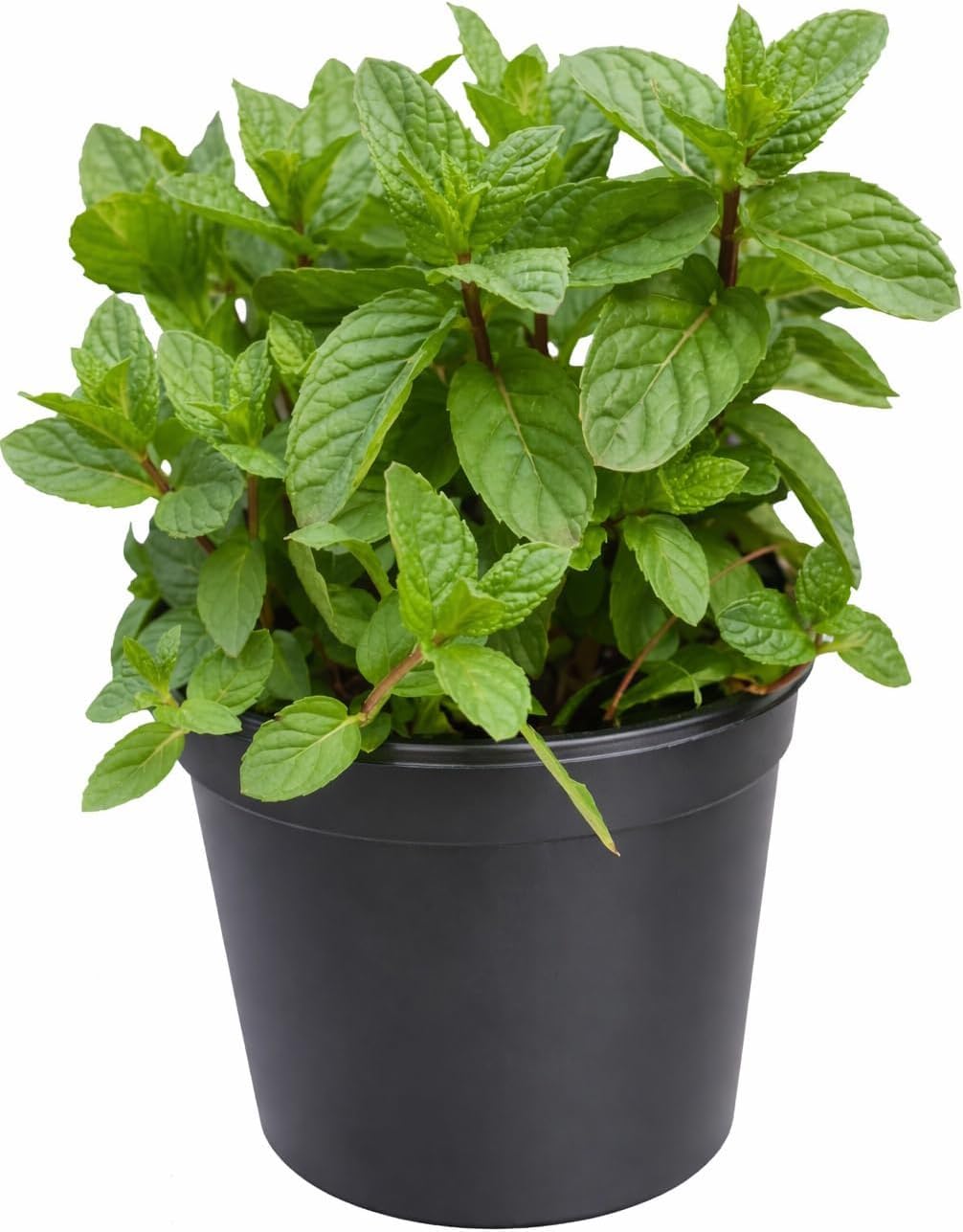 Fresh Mint Potted Plant Natural Herb for Tea, Cooking, Drinks