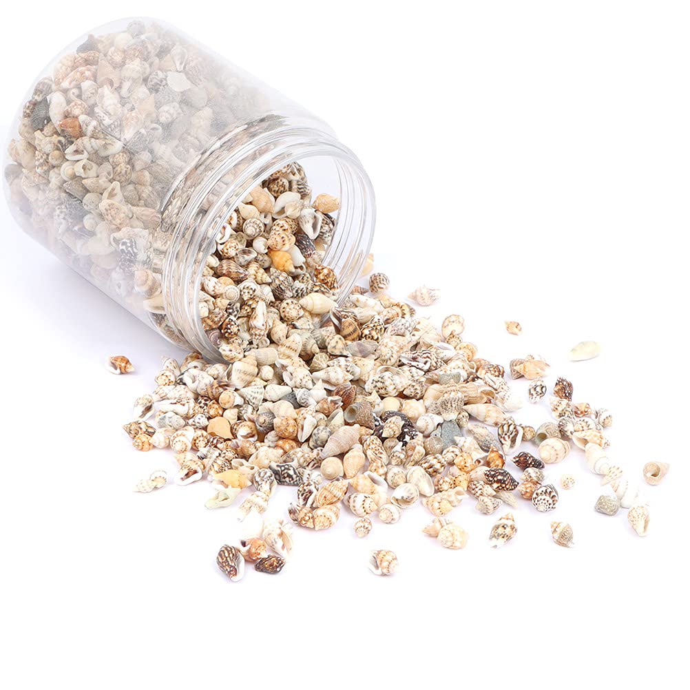 NA Non-Porous Shell for Home Decorations, Candle Making, DIY Crafts, Fish Tank and Vase Filler (1500 Pieces)