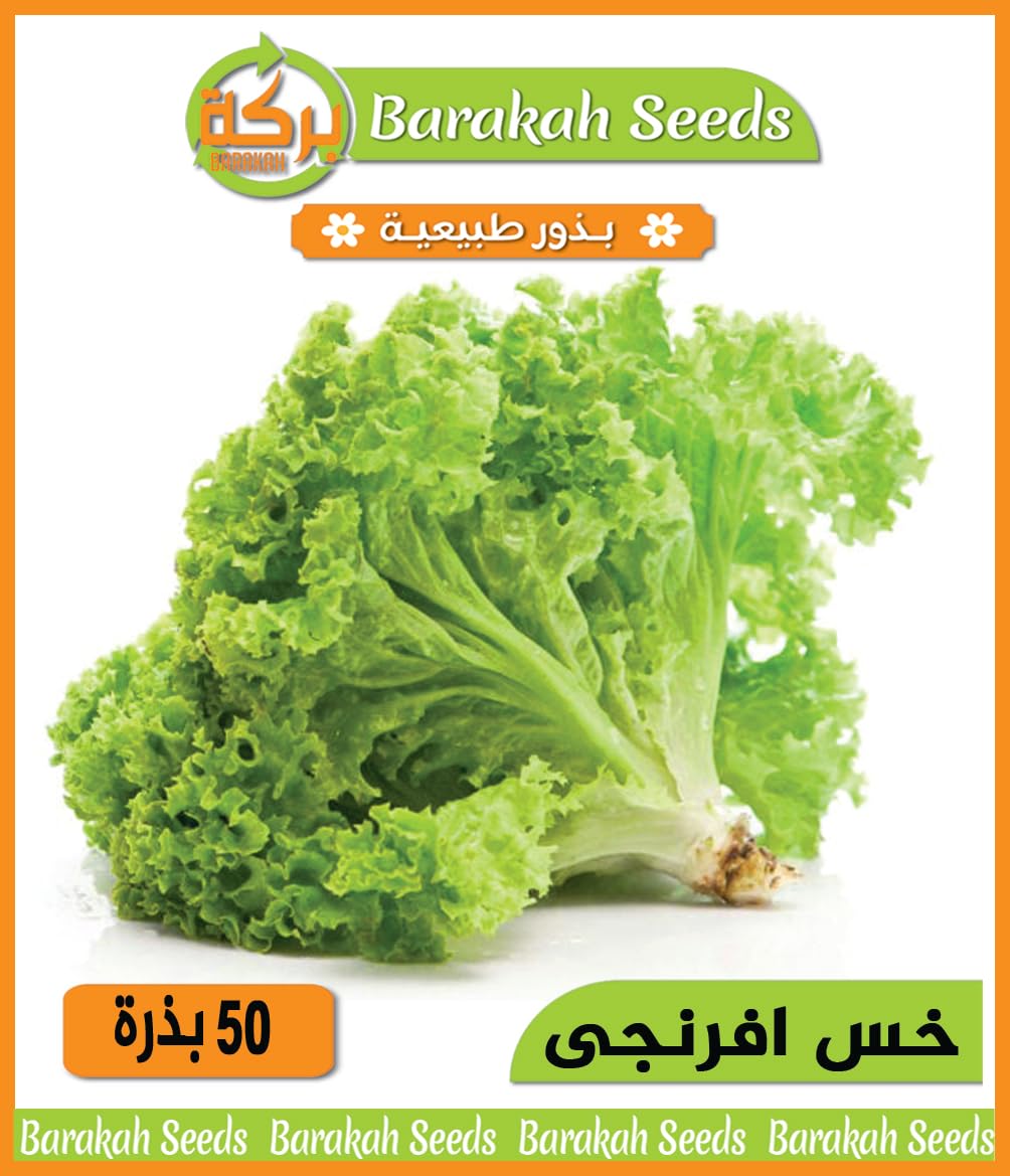 High Germination Seeds for Cooking Herbs - Seeds (Evergreen Lettuce, Organic, 1)