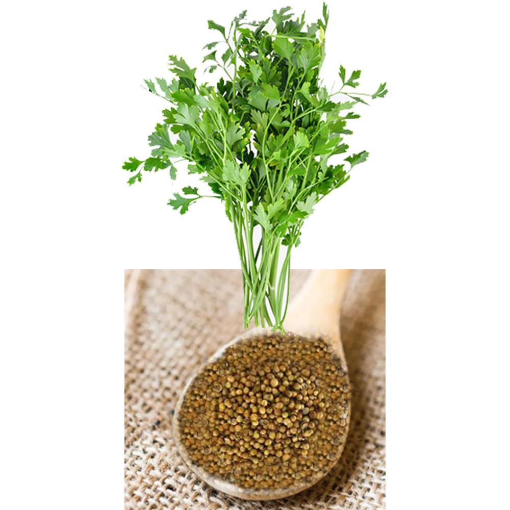 100g Coriander Seeds High Germination for Home Agriculture