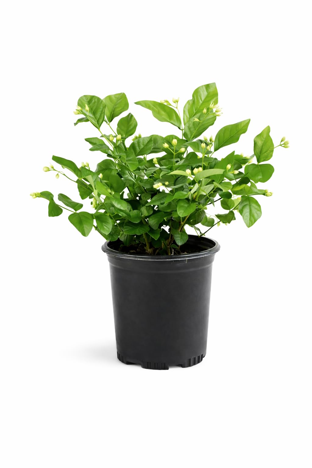 Arabian Jasmine Plant – Live Indoor & Outdoor Plant – Fragrant White Flowers – Decorative Garden, Balcony & Patio Vine – Easy Care Flowering Houseplant (2)