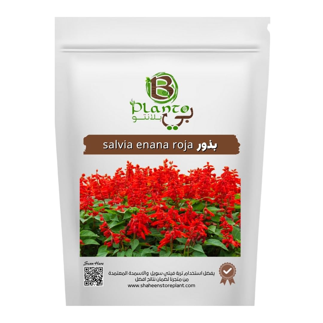 salvia enana roja seeds