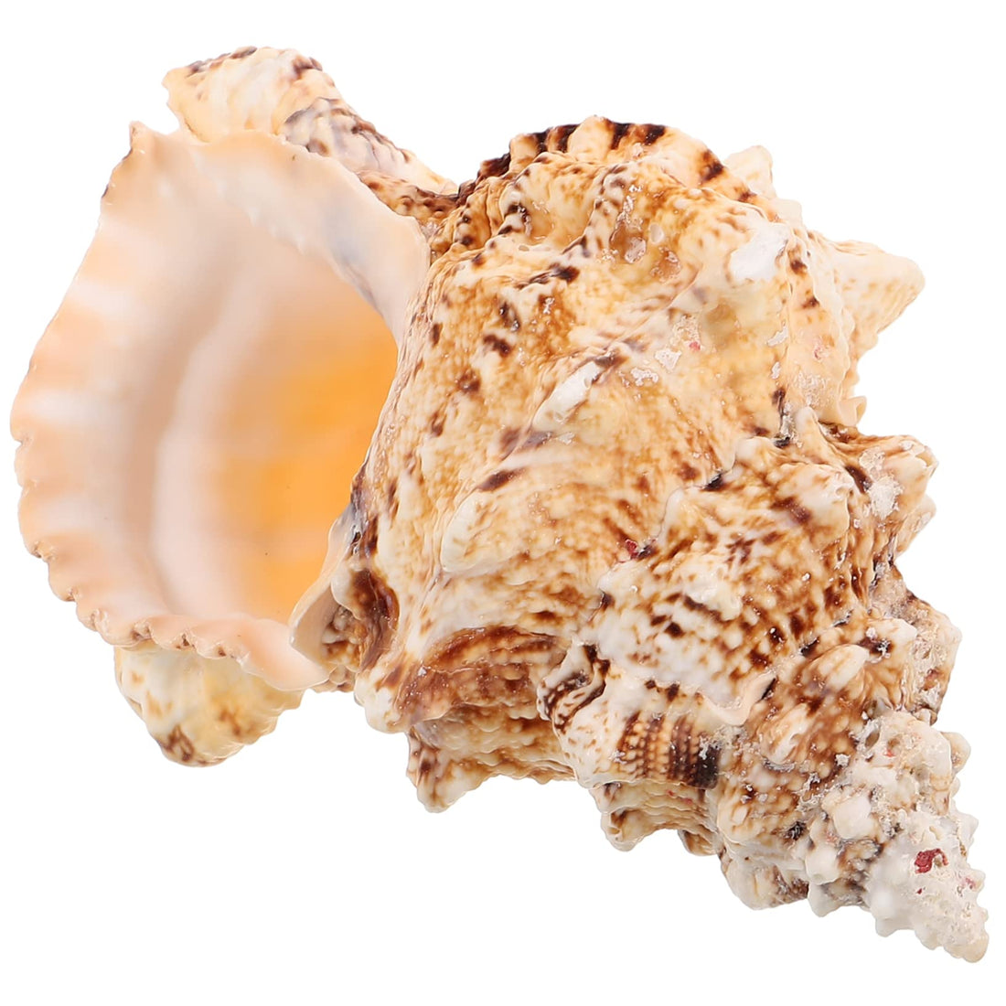 JAZZEEL Large Natural Decorative Conch Craft Shell, A Unique Air Plant Holder and Accent Piece for Fish Bowl Decoration, Beach-Themed Home Decor, and Coastal-Inspired Interior Design Projects
