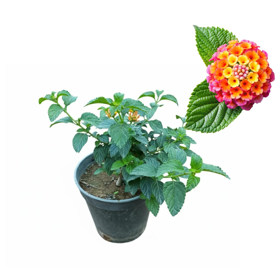 Lantana Camara Seedlings, Natural Flowering Ornamental Plant, Suitable for Balcony, Garden, Deck, Heat and Sun