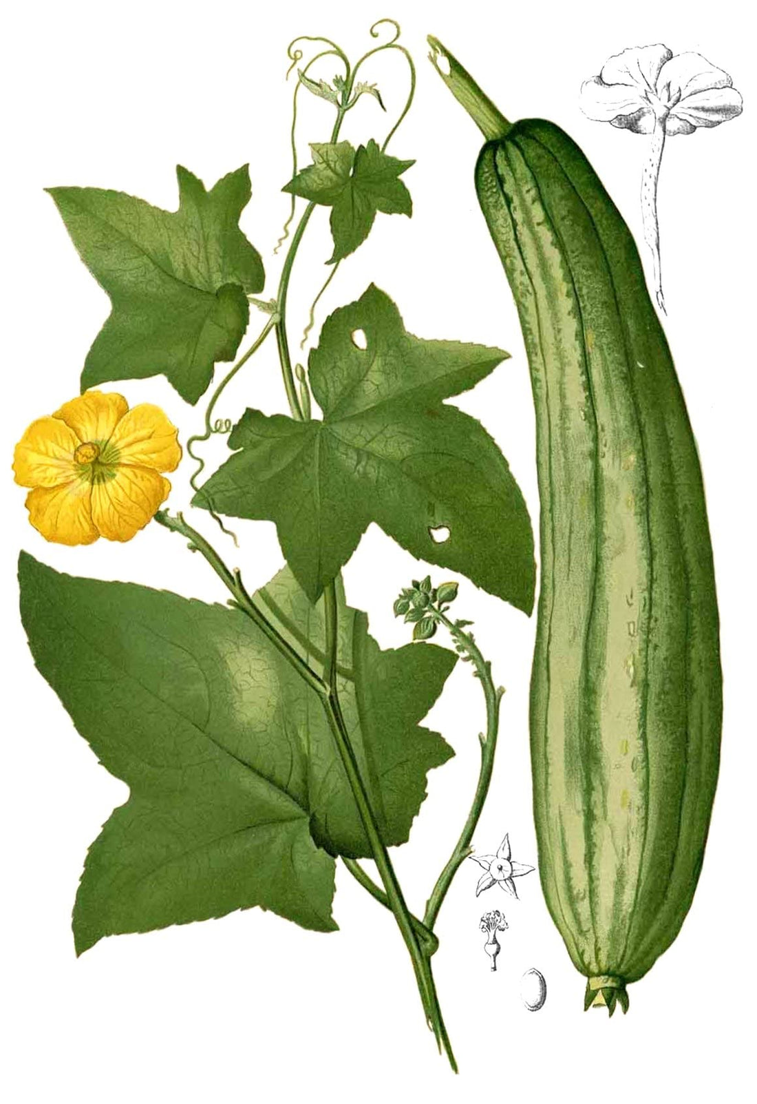 Lofe Egyptian Cultivating Seeds