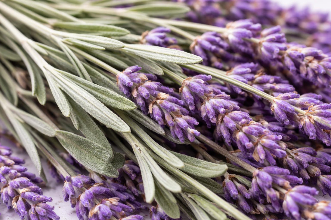 Lavender Plant (Lavandula) Aromatic Herb and Decorative Shrub, Purple Flowers & Fragrant Green Leaves, Indoor & Outdoor Home Garden Décor, Herbal Tea, Natural Relaxation, Aromatherapy Plant (3)