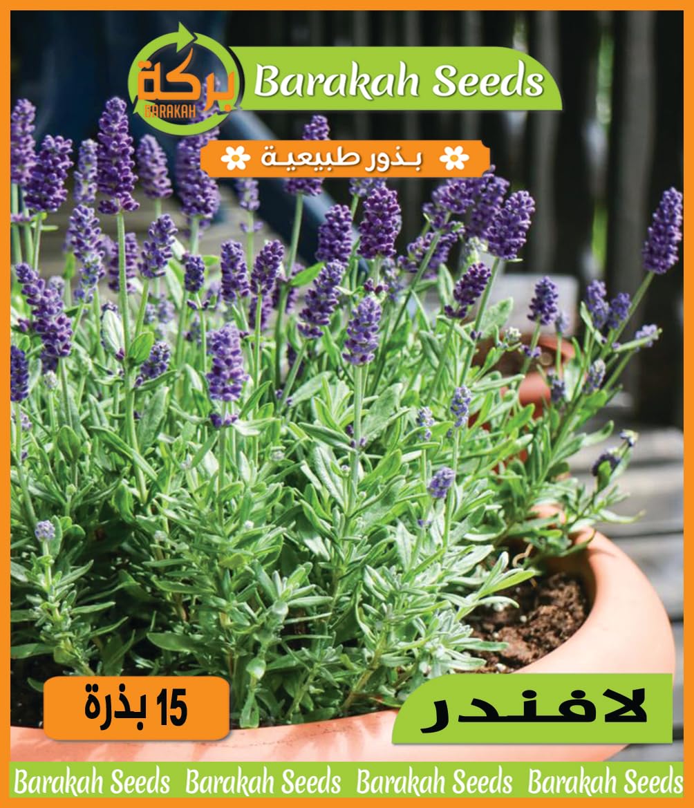High Germination Seeds for Flower (Lavender, 15)