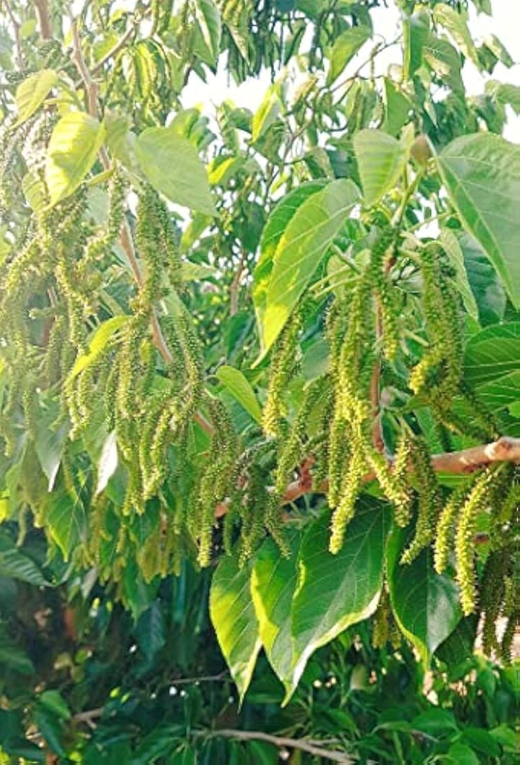 Omani Berry named Pakistani Lathered Ready to Grow in Gardens, Roofs and Fields
