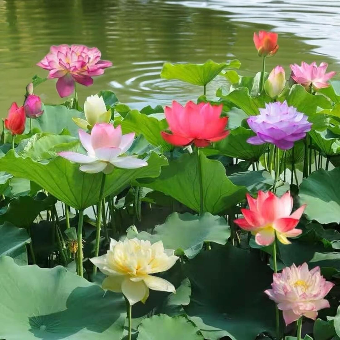fashion mania 20pcs Lotus Seeds for Planting Beautiful Water Plants for Indoor Bonsai, Outdoor Ponds