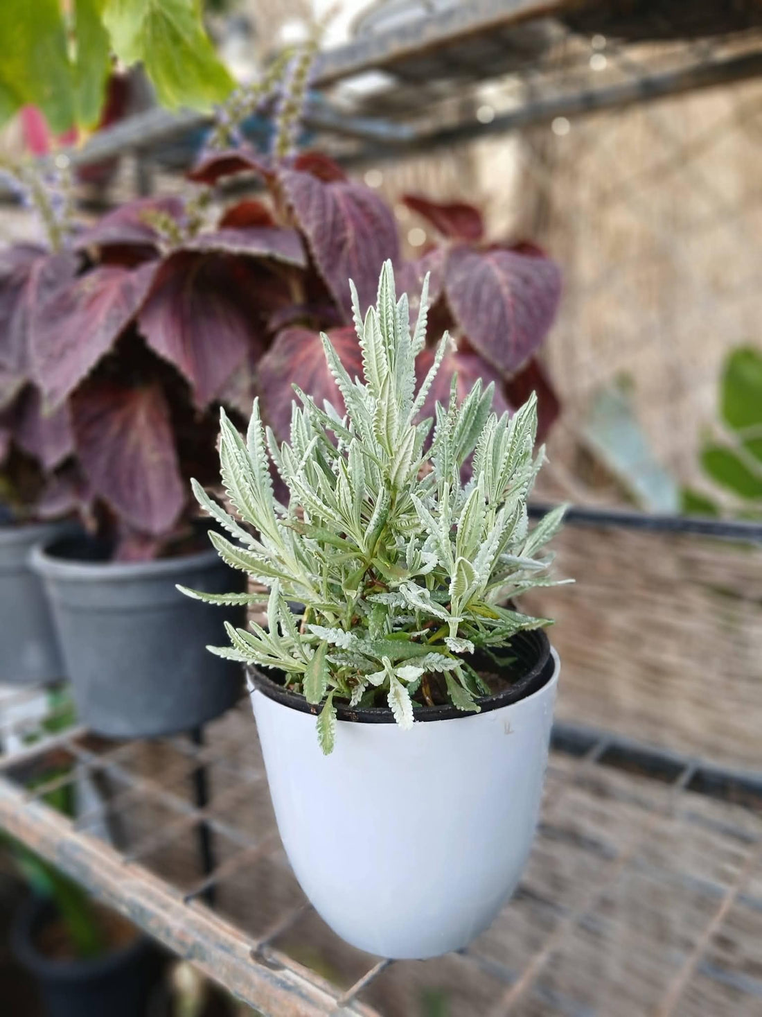 Natural Lavender Plant, Fresh Lavender in Potted, Relaxing Calming Scent, Suitable for Decoration, Gifts and Events