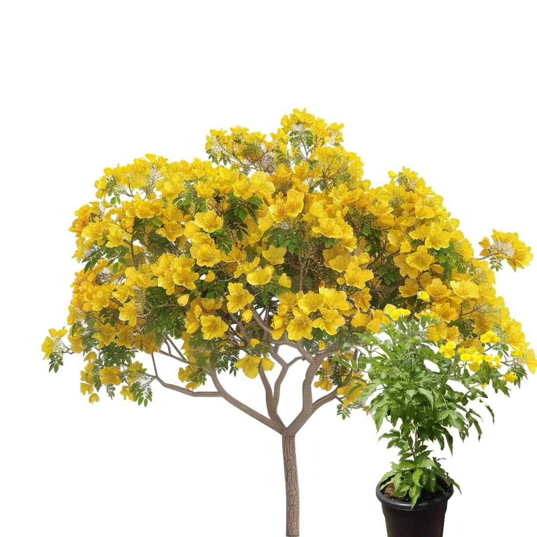 Yellow Tecumaria Seedling – High Flowering – Home Farming in Balcony, Garden & Roofs – From Menoufia Nurseries