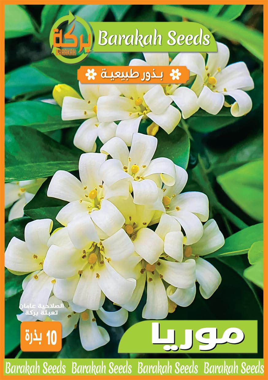 High Germination Seeds for Flower (Moorea, 15)