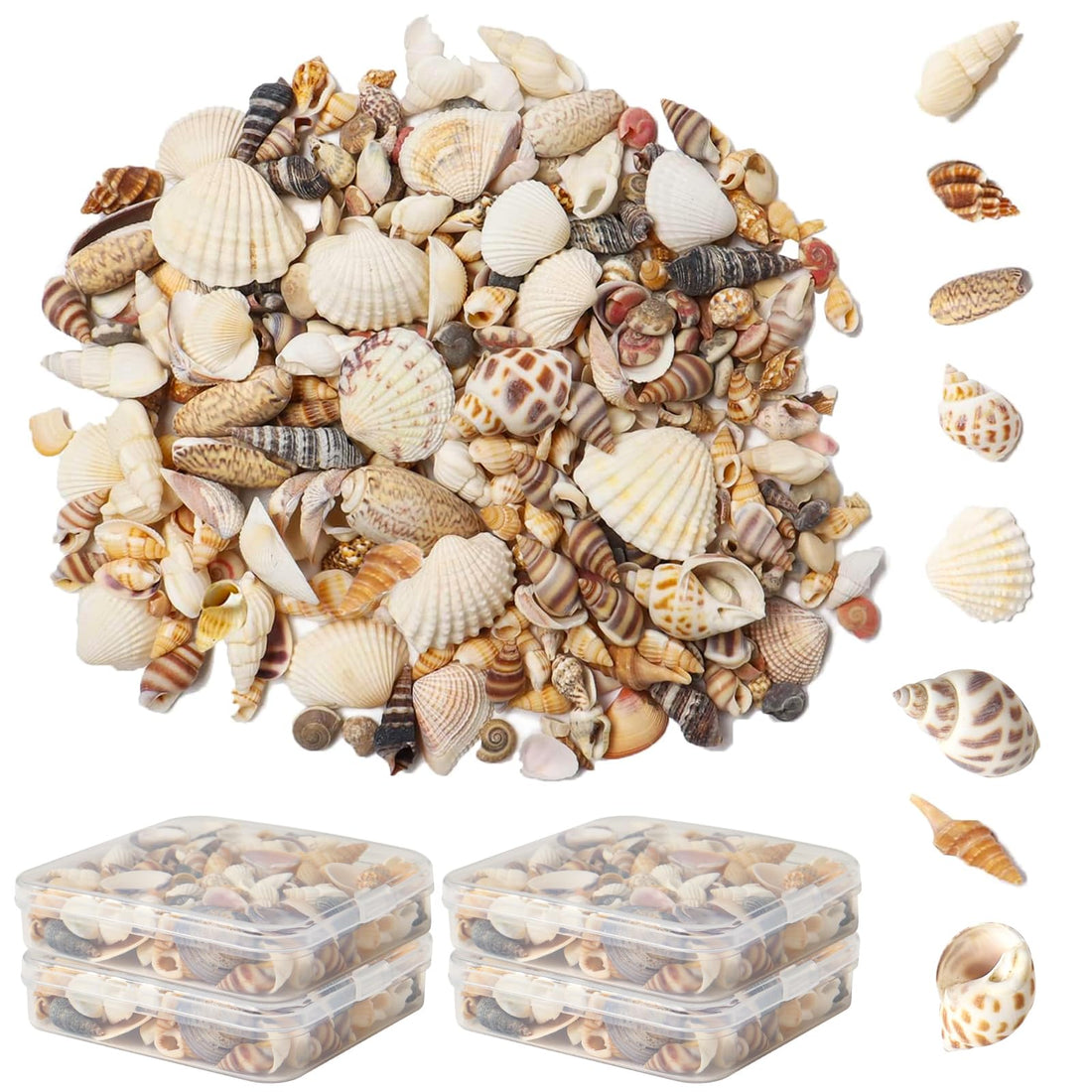 JAZZEEL Tiny Natural Mixed Ocean Seashells - 200+ Piece Pack of Miniature Beach Shells for Arts & Crafts Projects, DIY Jewelry, Aquarium Decor, and Filling Fish Tanks or Vases