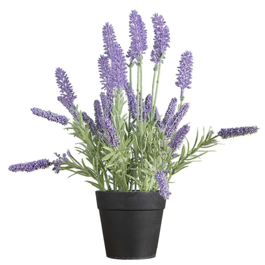 Signature Lavender Aromatic Plant (Lavender)