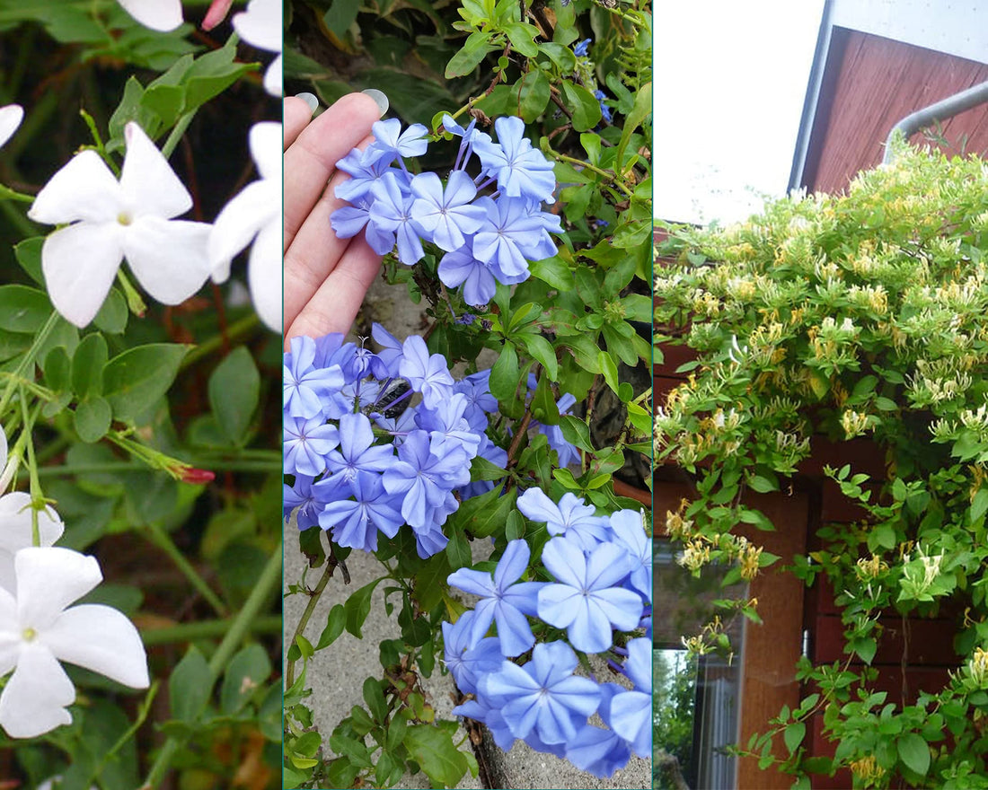 My Jasmine, Iraqi Jasmine and Climbing Blue Jasmine Set