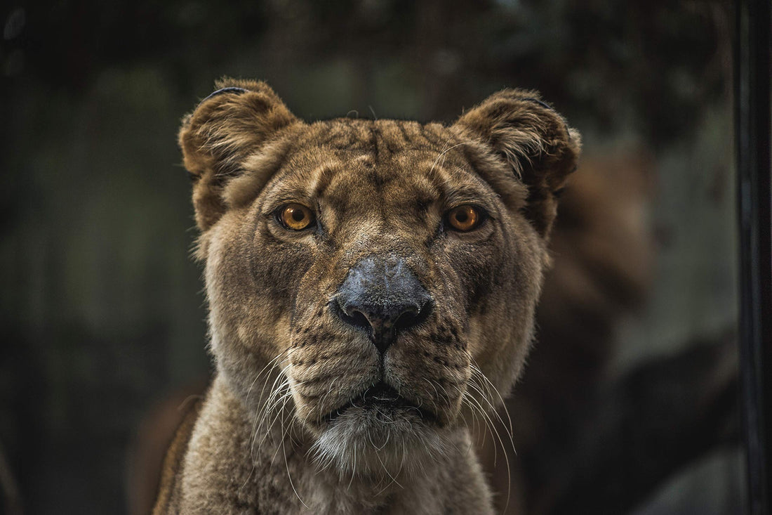 CanvasBy Lioness Macro Wall Art Canvas Print