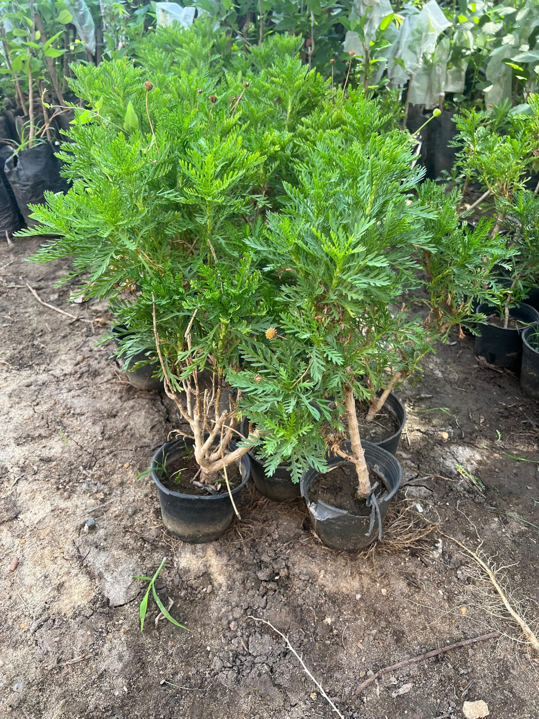 Menoufia Nurseries Aerobes Plant - Bright Yellow Flowers - Easy Care - Perfect for Home Planting, Deck and Balcony Planting