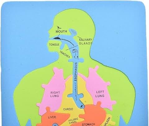 Elmaayergy MED-E Small Body Organ With English Language On Elastic Foam Board With Durable Material, Suitable For School And Home