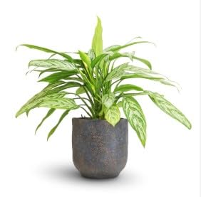 Aglonema "Silver Queen" Indoor Plant