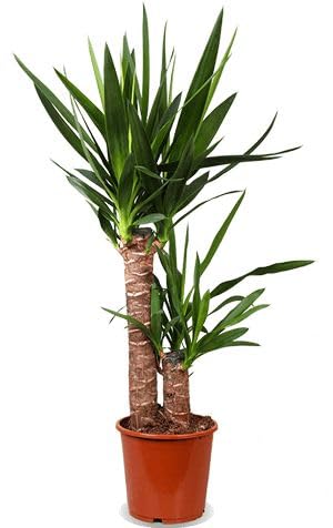 Natural Indoor Yucca Plant, Green Decorative Plant with Wooden Stem, for Home and Office, Easy Care