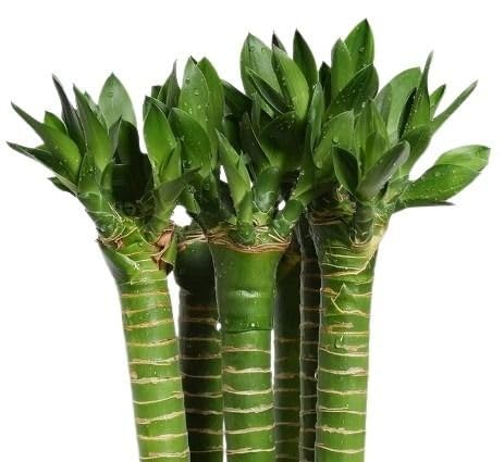 Bamboo Lotus Special The Most Beautiful Shapes Of Bamboo - 3 Sticks
