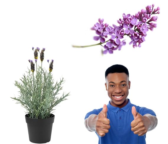Add a scent of tranquility and beauty to your home and balcony with the Aromatic Lavender Plant from Menoufia Nurseries - the perfect choice for home growing.