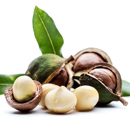 Large Macadamia Tree Seedling - The Most Expensive and Rarest Nuts