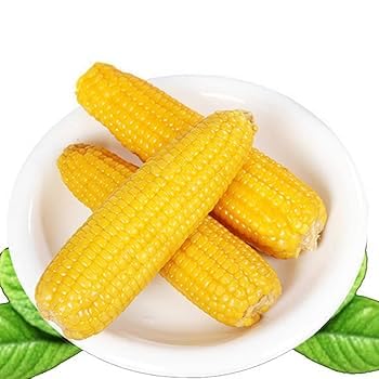 Fresh Sweet Corn for Cooking, Golden Yellow, 1 Kg, Suitable for Boiling and Cooking