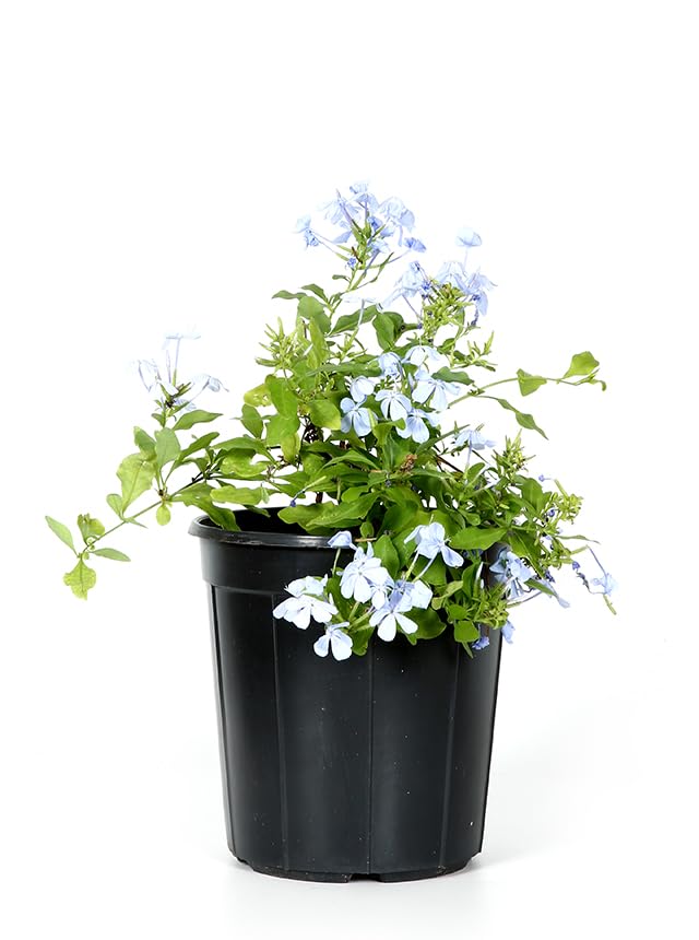 Blue Climbing Jasmine Seedlings - Jasmine (Plumbago) - Jumbo Size