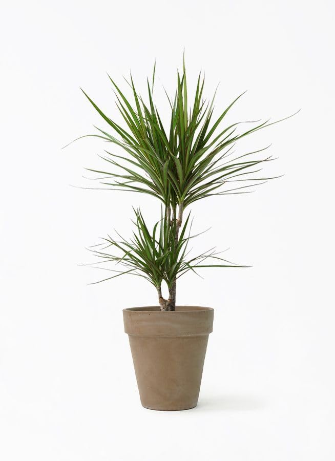 Indoor Natural Dracaena Plant with Long Green Leaves Easy Care for Home Office Potted