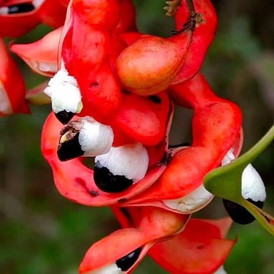 Indian Almond Tree Seeds for Planting (100 Seeds)
