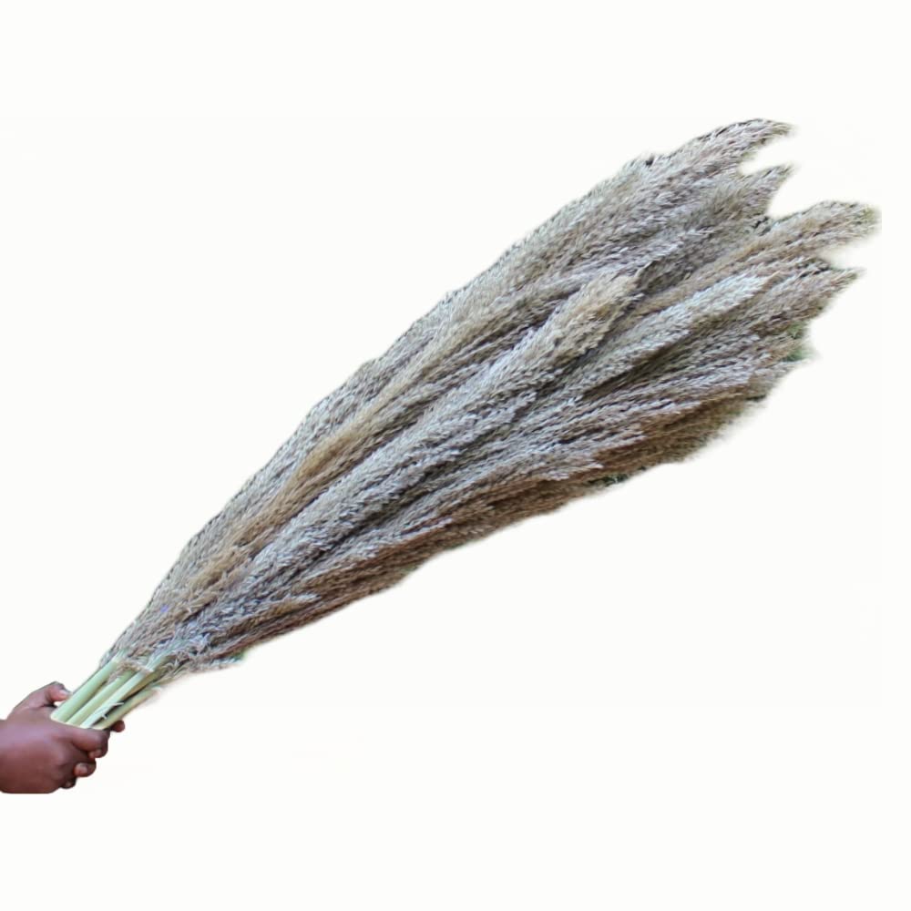 Hard Dried Pampas Grass Decor- Tall Extra-long -Home Decor -Wedding -Flower Arrangement -Natural Pampas Grass -Decoration Pompous Branches 60-80 cm Grass (20)
