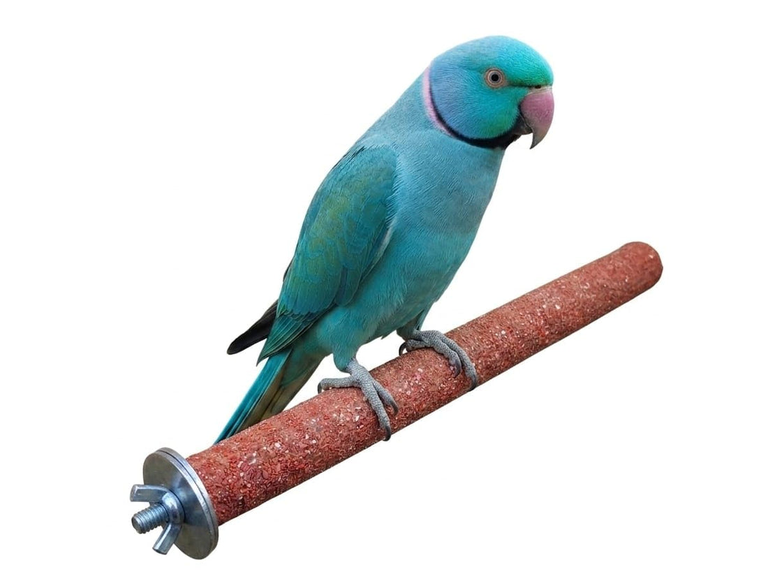 Bird Perch Stand & Paw Grinding Stick - L 25cm, D 2.2cm Rough Surfaced Cage Accessory for Cockatiels, Conures, Quakers, and Medium Parrots - Multi-Color Beak & Nail Trimmer وقافه مجثم مبرد للطيور