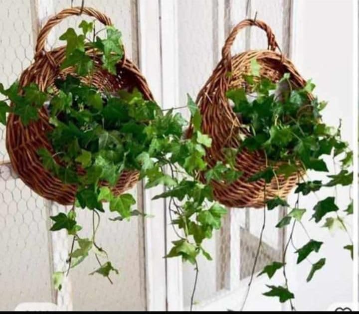MacrameStore - Set of 2 Bamboo Plant Holders - اتنين حامل زرع بامبو