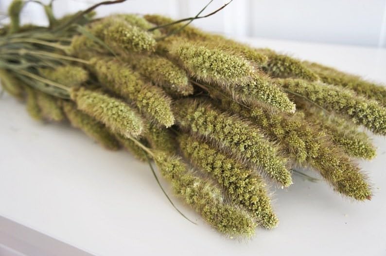 Setaria Dried Flower 40 Pieces Green